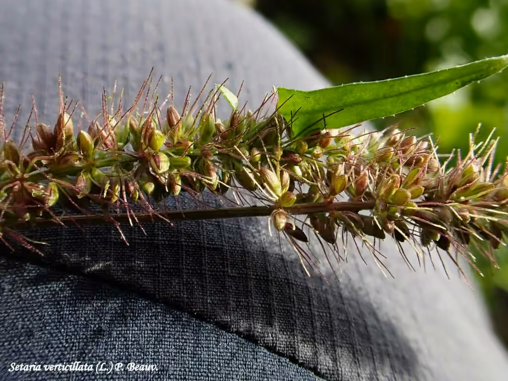 Hooked bristlegrass, In fruit