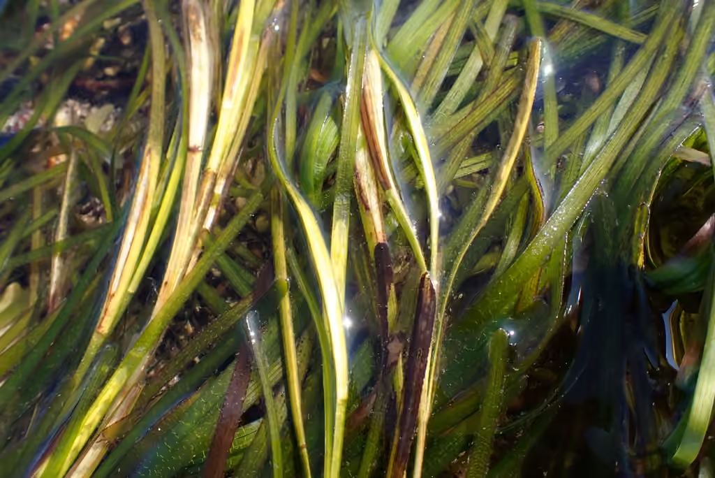 Eelgrass, In fruit