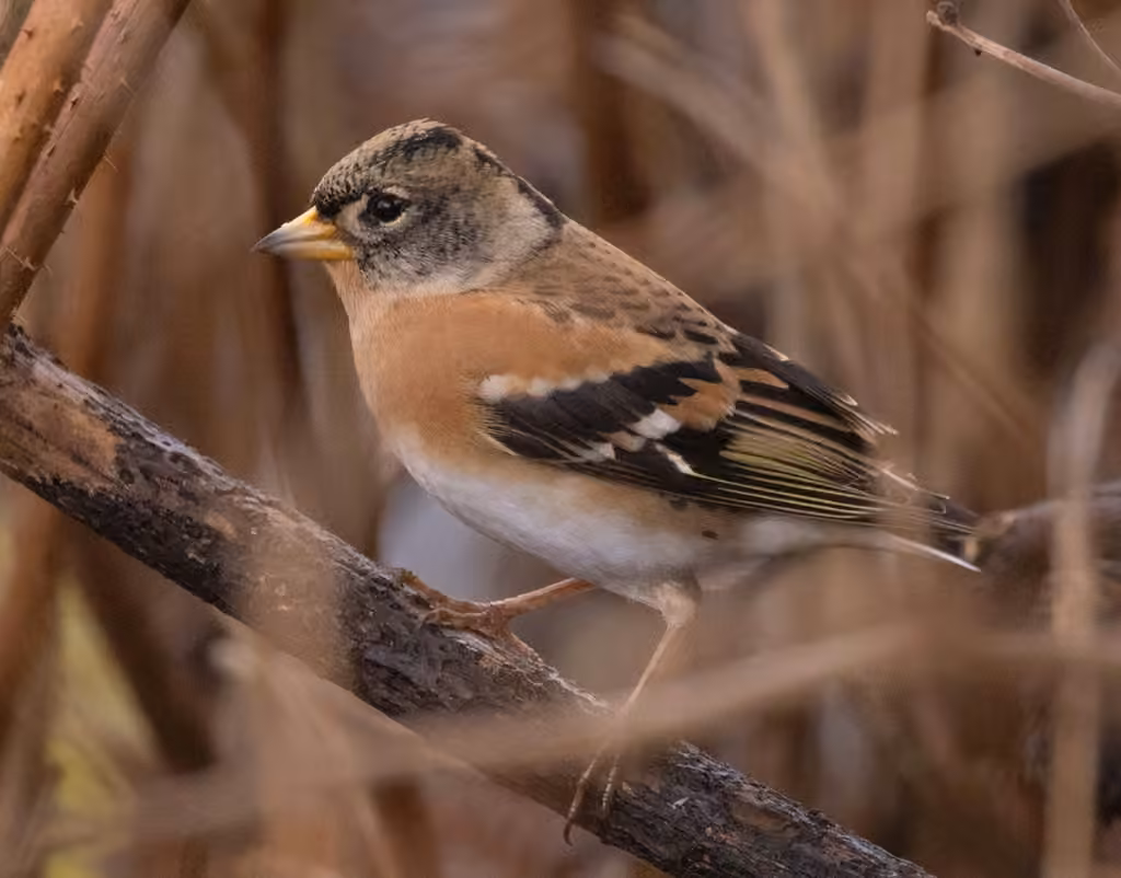 Brambling, Female