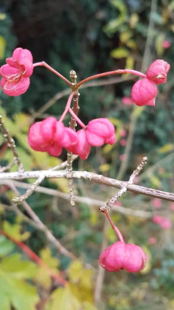 Fusain d'Europe, En fleurs