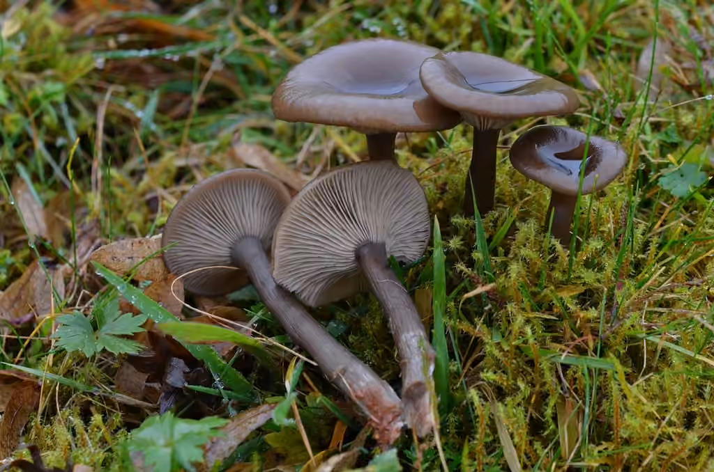Clitocybe en coupe