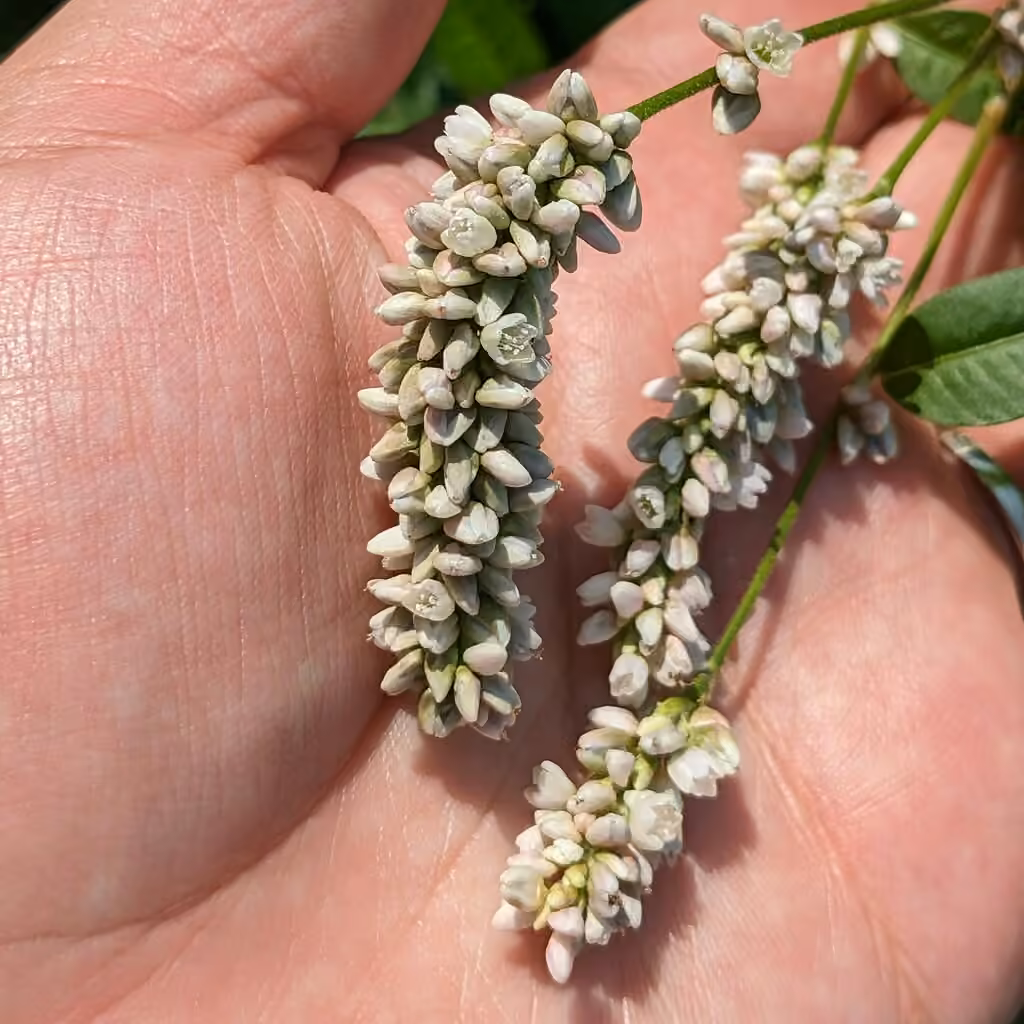 Renouée de Pennsylvanie, En fruits