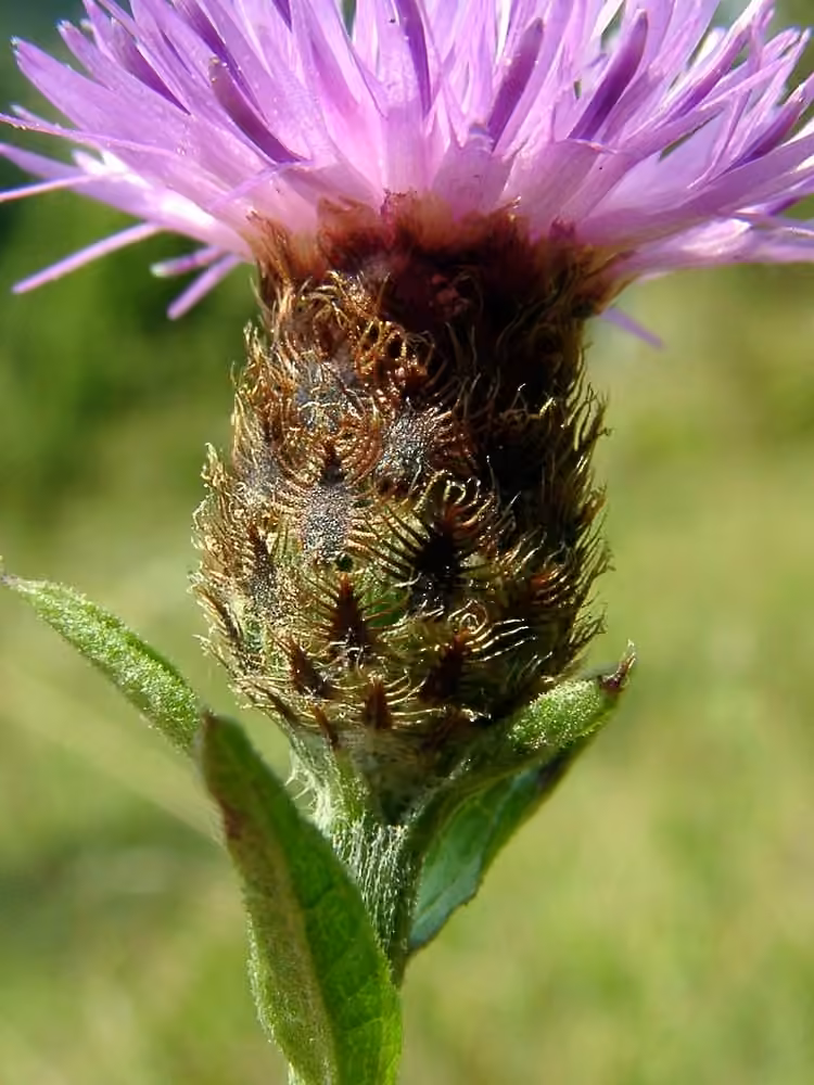 Slender Knapweed, photo 1 of 5