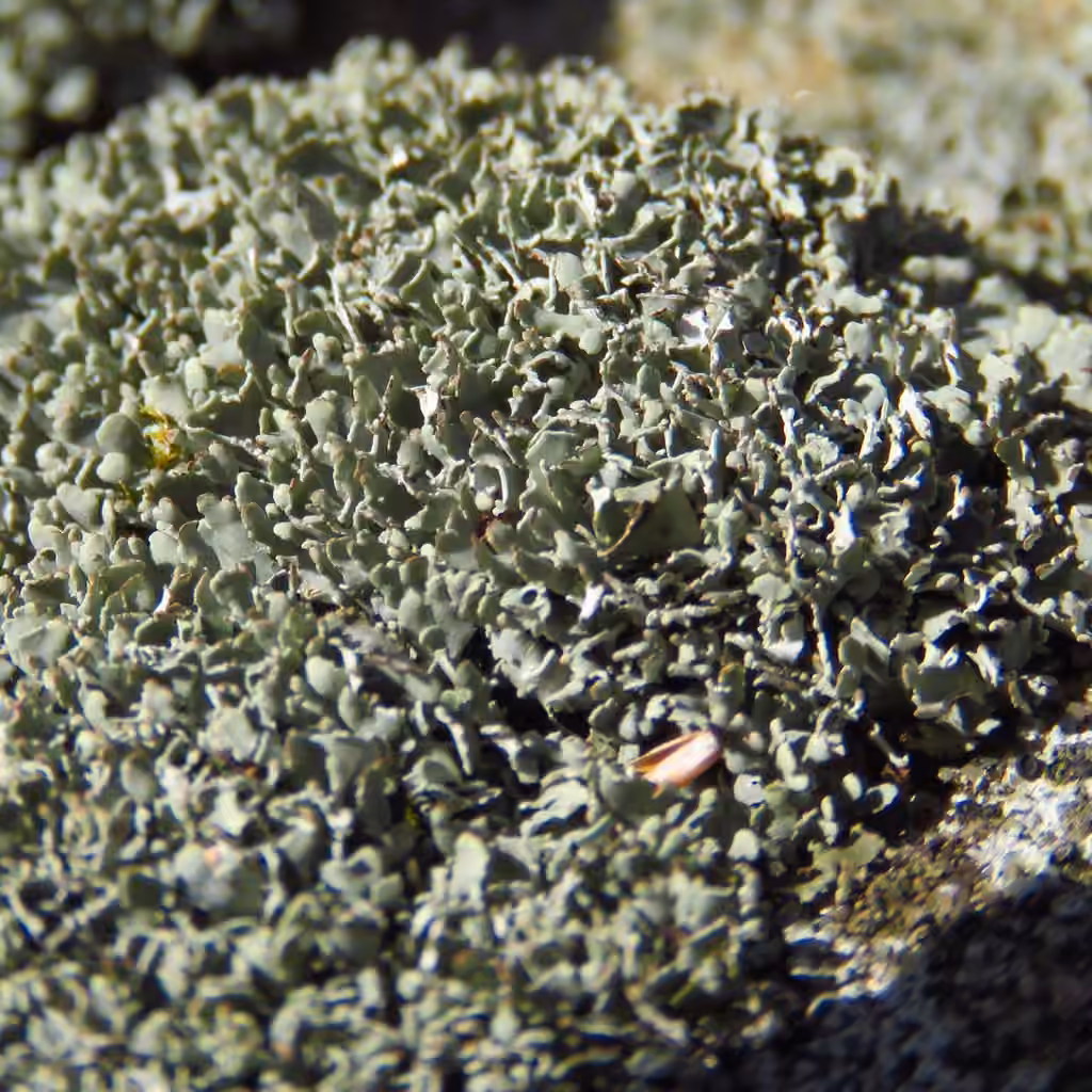 Rock-loving Cladonia, photo 1 of 5