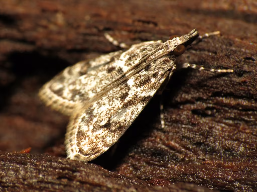 McDunnough's Eudonia, photo 1 sur 5