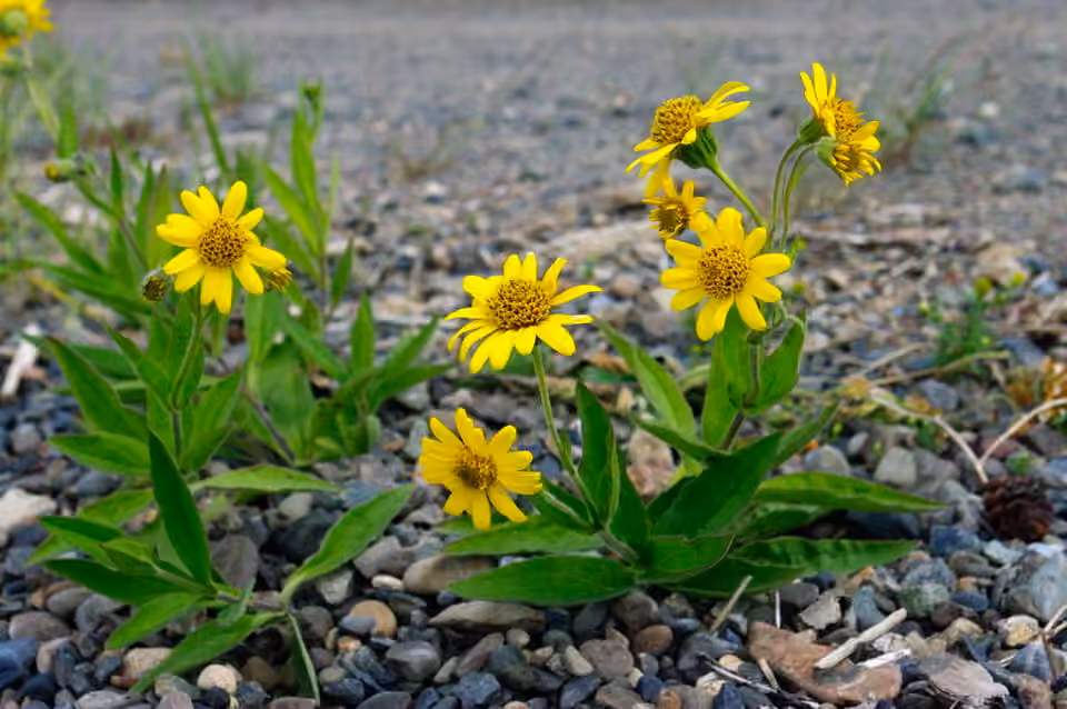 Longleaf arnica, In flower