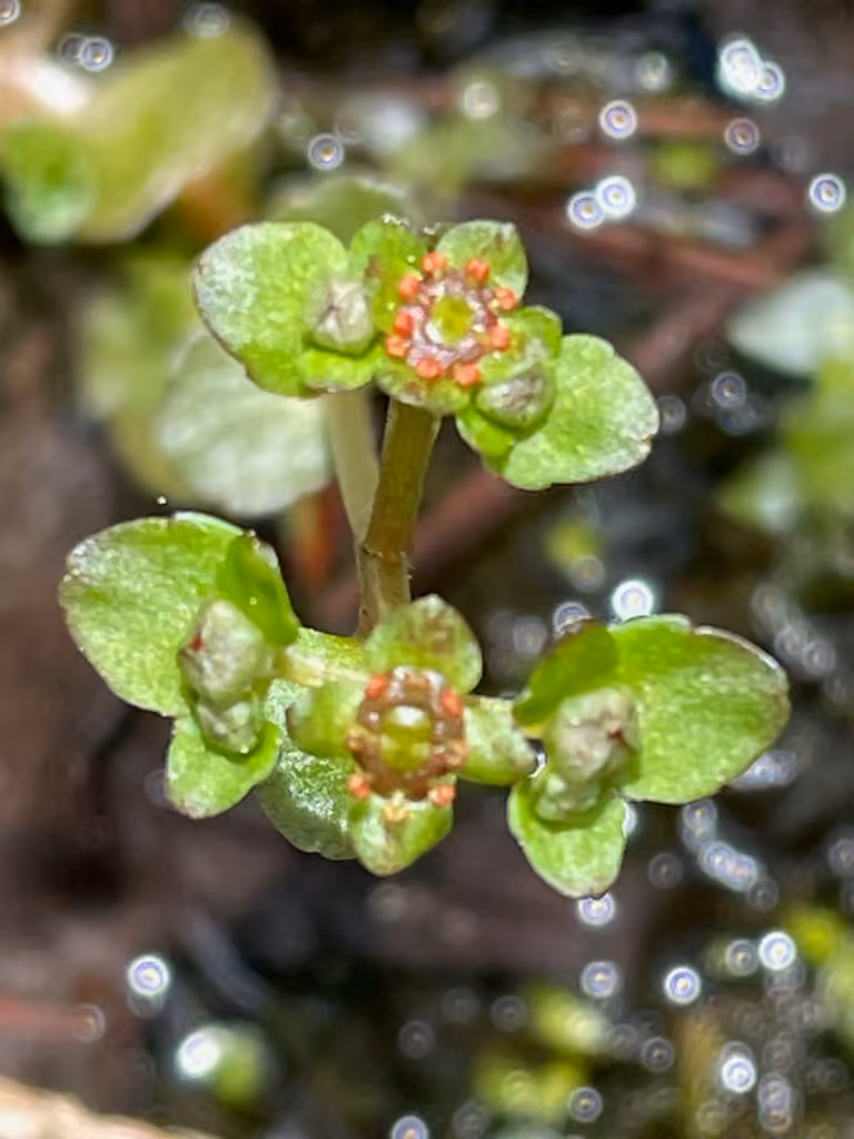 American golden saxifrage, In flower