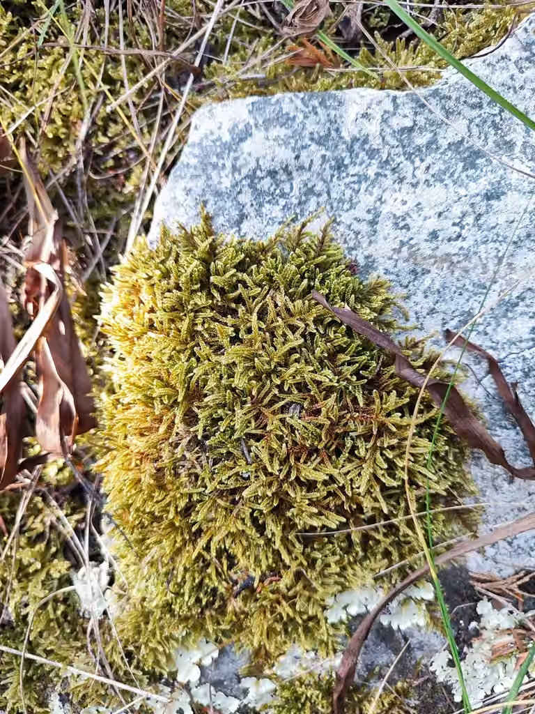 Vaucher's Plait-moss, photo 3 of 5
