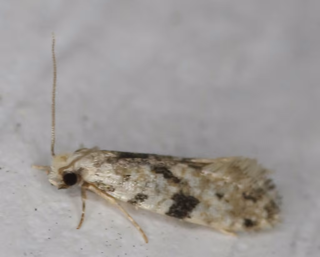 Nemapogon auropulvella, Adulte