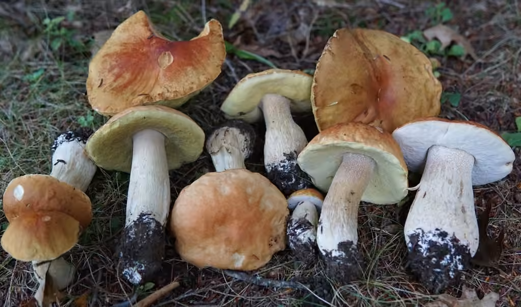 Cèpe d'Amérique
