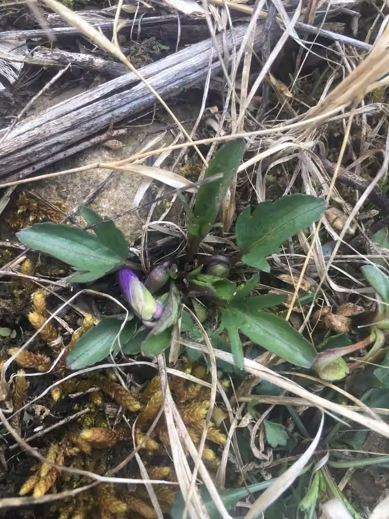 Glade violet, Flower buds