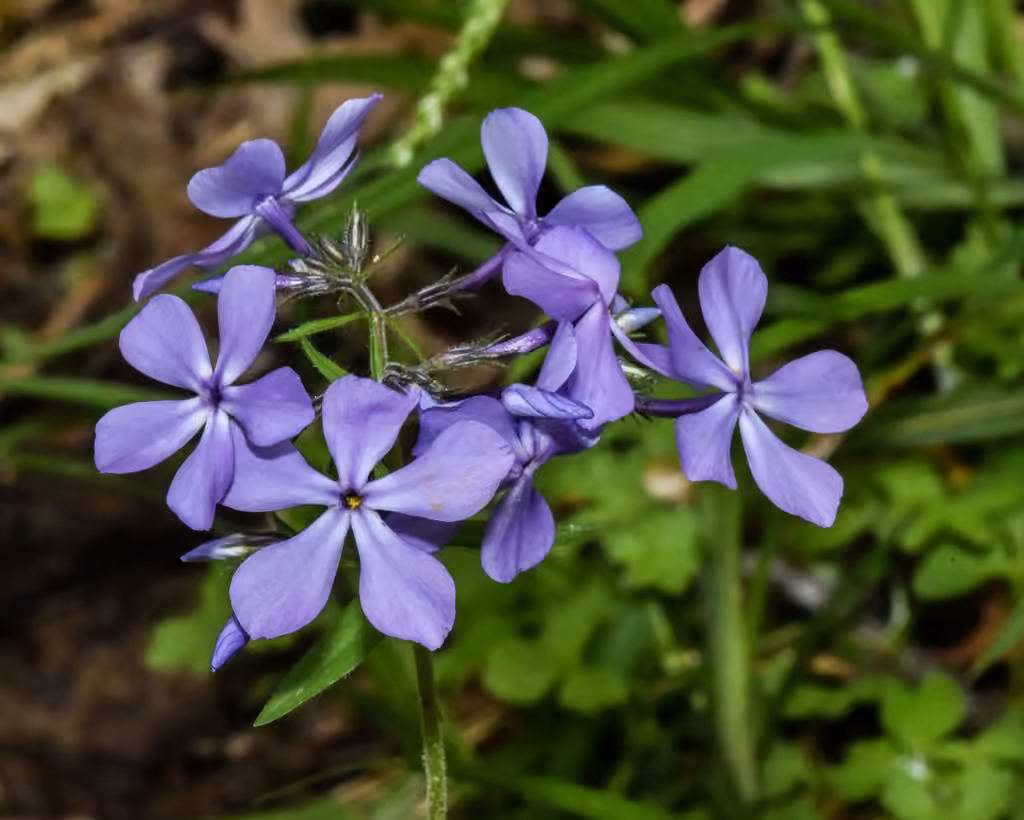Phlox divariqué, photo 1 sur 5
