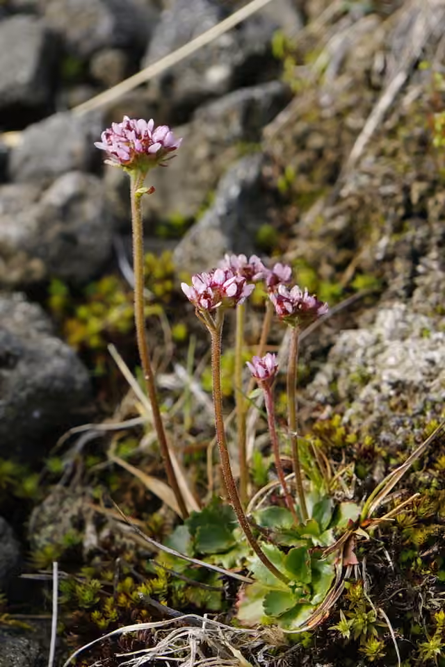 Saxifrage ténue