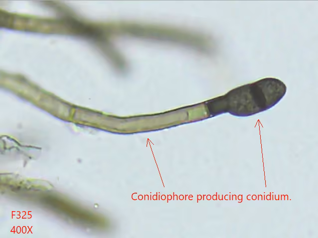 Parasite des clavaires, photo 2 sur 5