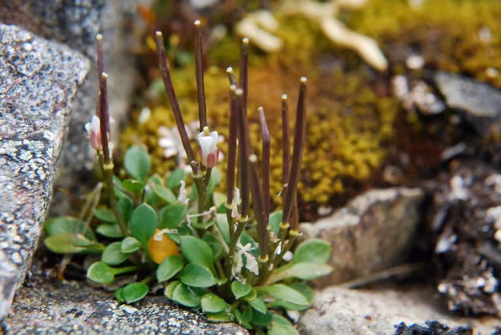 Alpine bittercress, photo 1 of 5