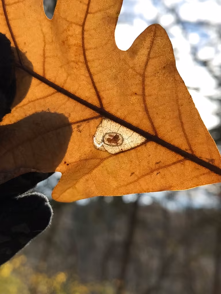 Phyllonorycter basistrigella, Pupe
