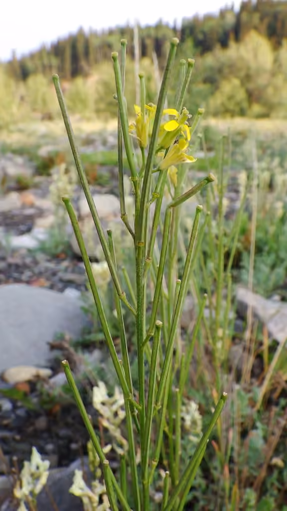 Vélar à petites fleurs