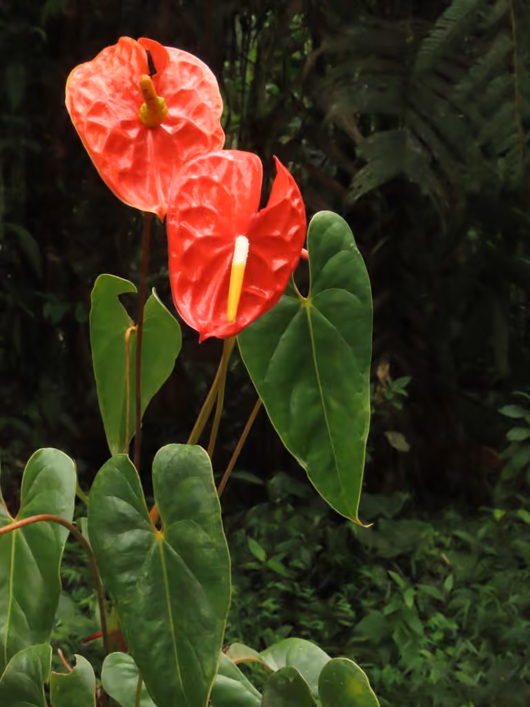 Flamingo-flower, photo 1 of 5
