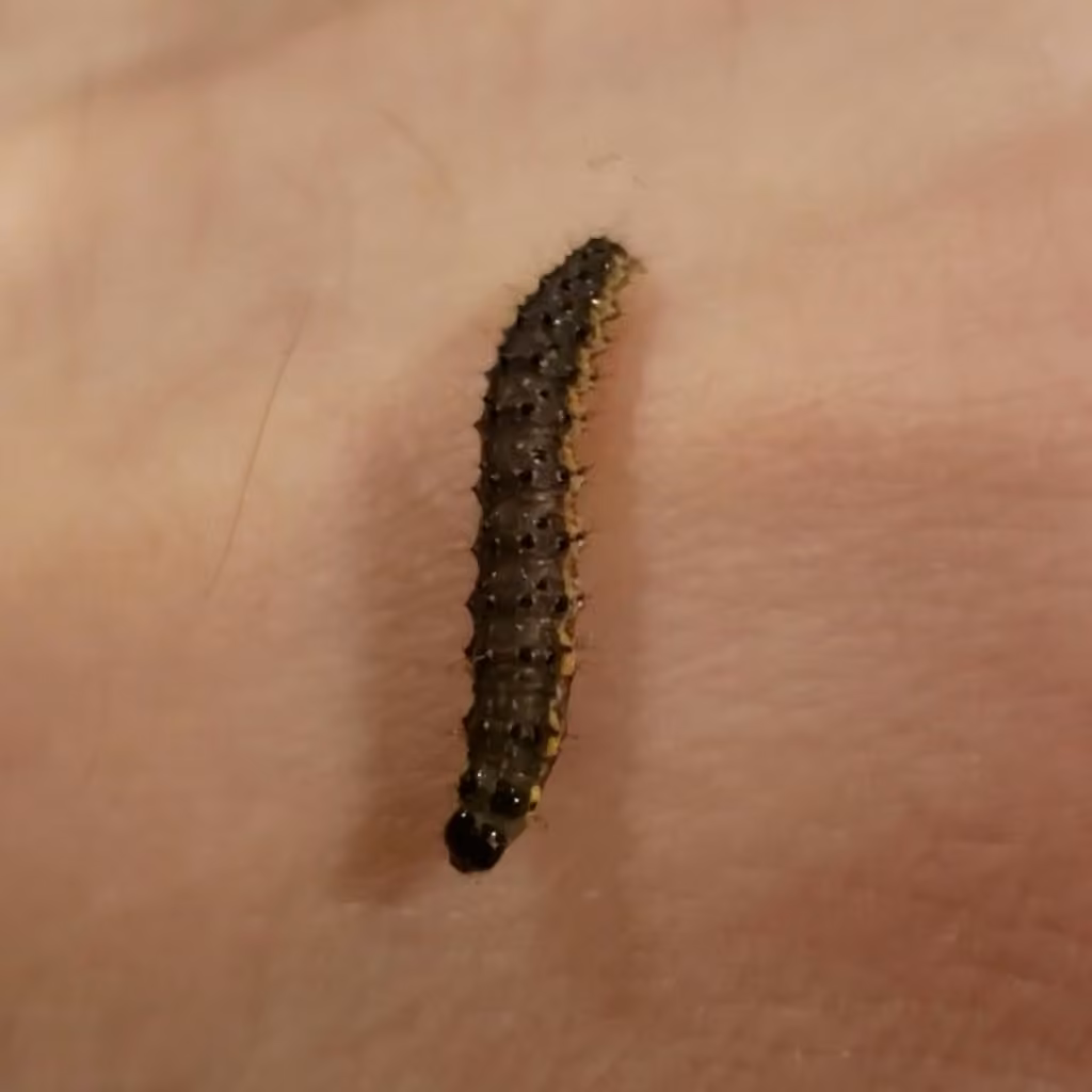Purple-backed Cabbageworm Moth, Caterpillar