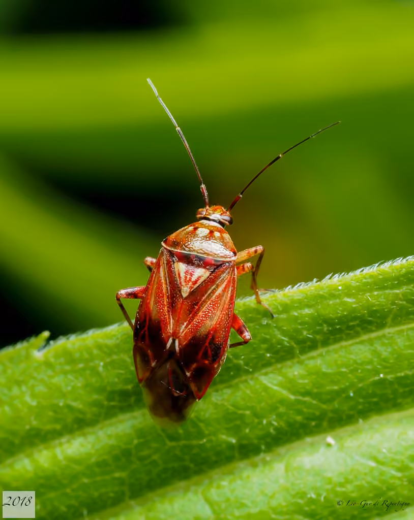 Lygus rubroclarus, Adulte