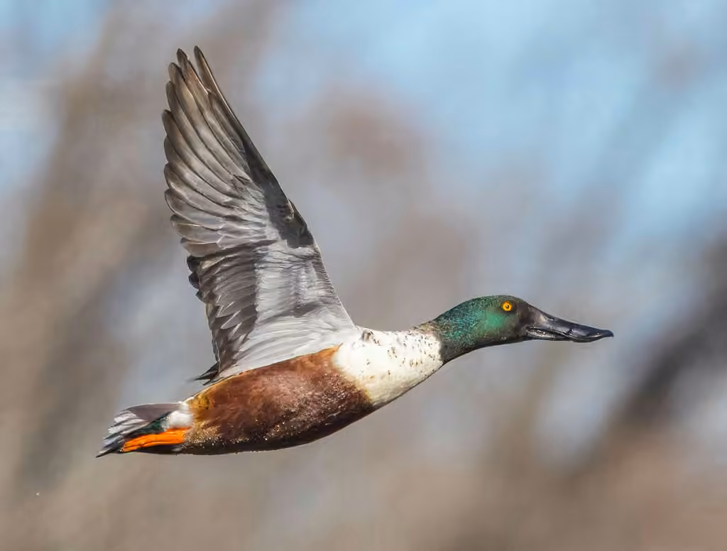 Canard souchet
