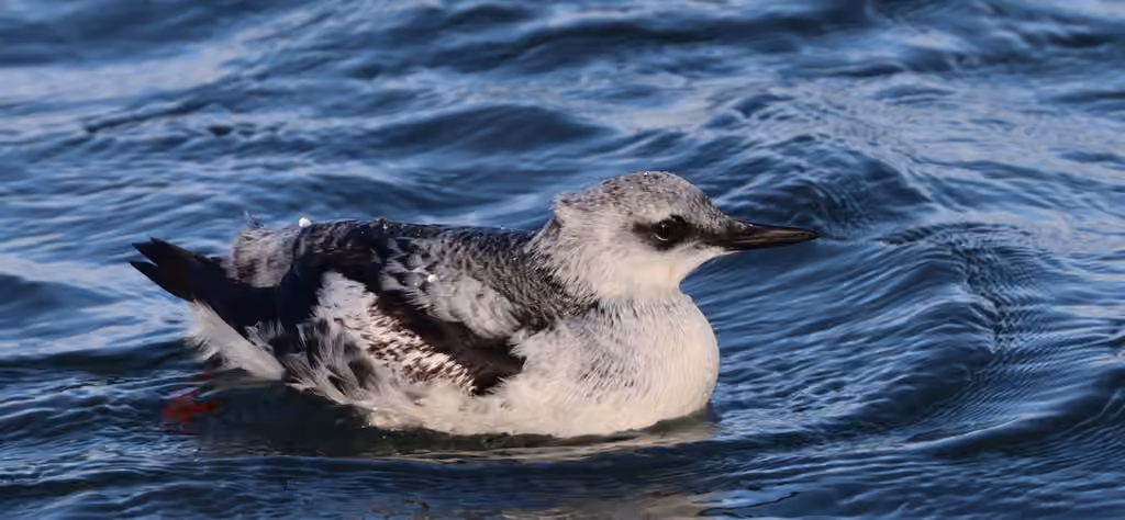 Black Guillemot, Juvenile