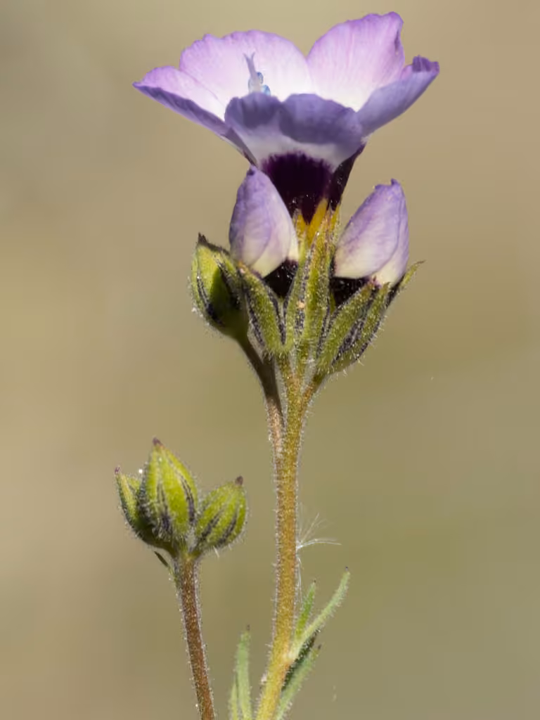 Bird's-eye gilia, photo 3 sur 5