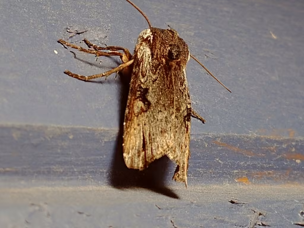 Acadian Swordgrass Moth, Adult