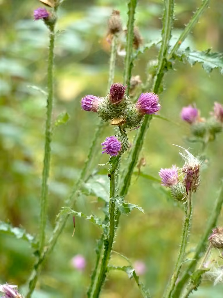 Welted Thistle, photo 1 of 5