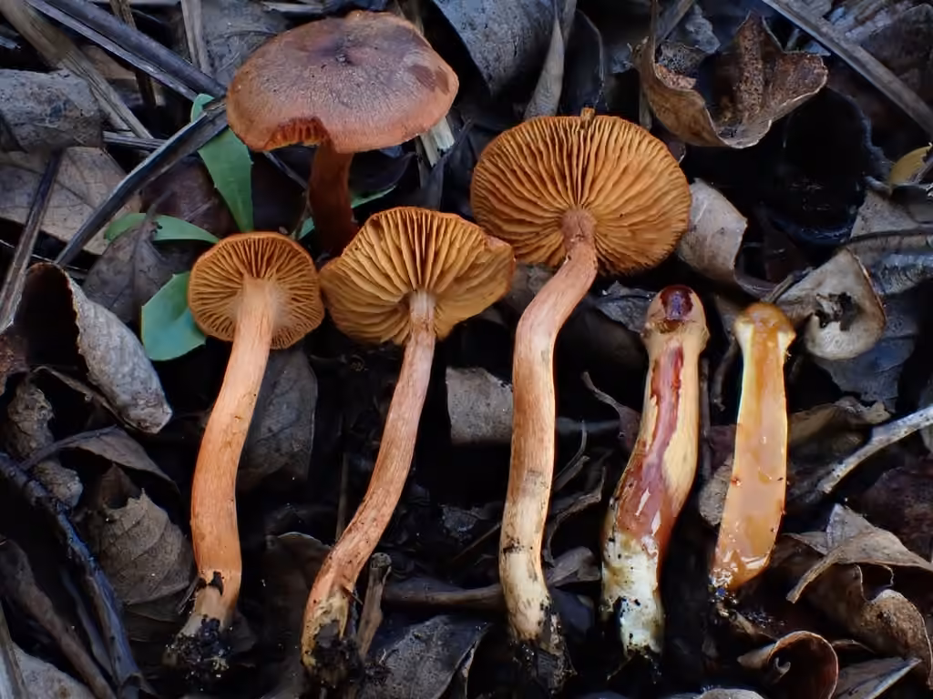 Marsh Webcap, photo 1 of 5