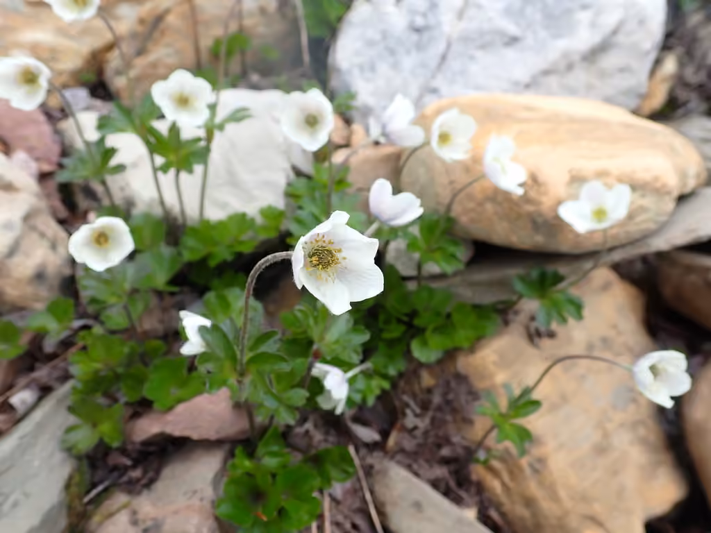 Smallflowered anemone