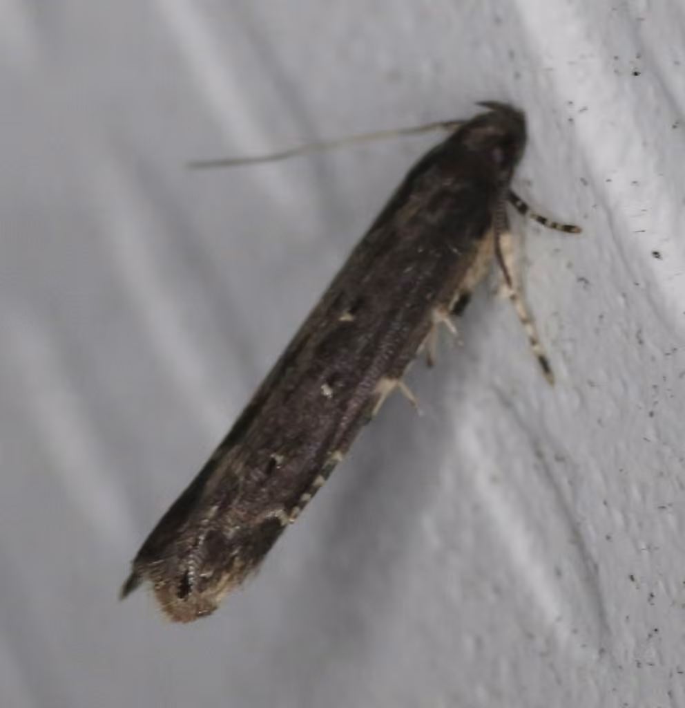 Gray Perimede Moth, Adulte