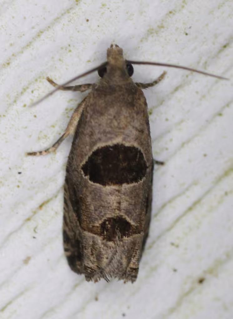 Brighton's Epiblema Moth, Adulte