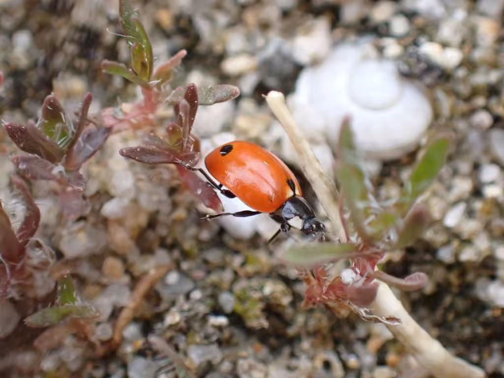 Coccinelle à 11 points, photo 2 sur 5