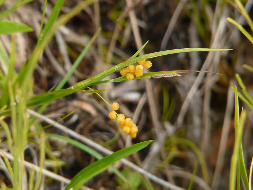 Carex doré, photo 1 sur 5