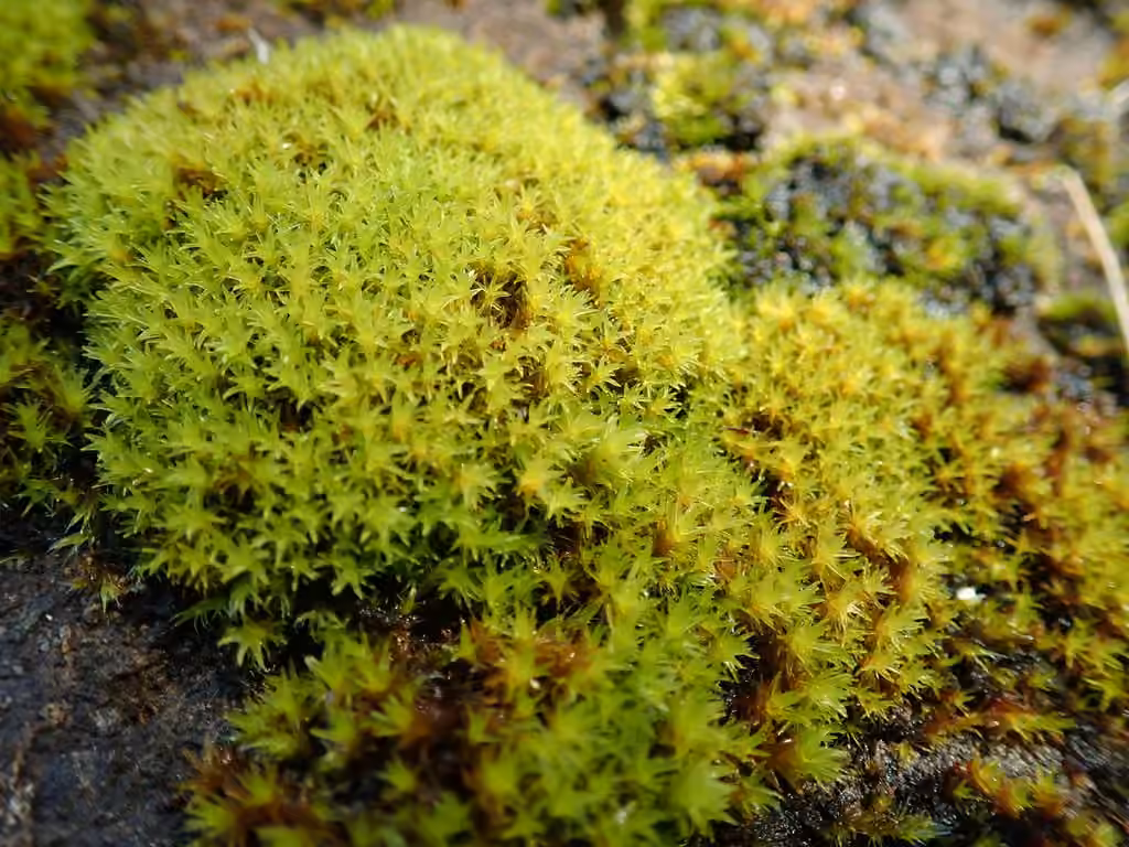 Dicranelle pellucide, photo 3 sur 5