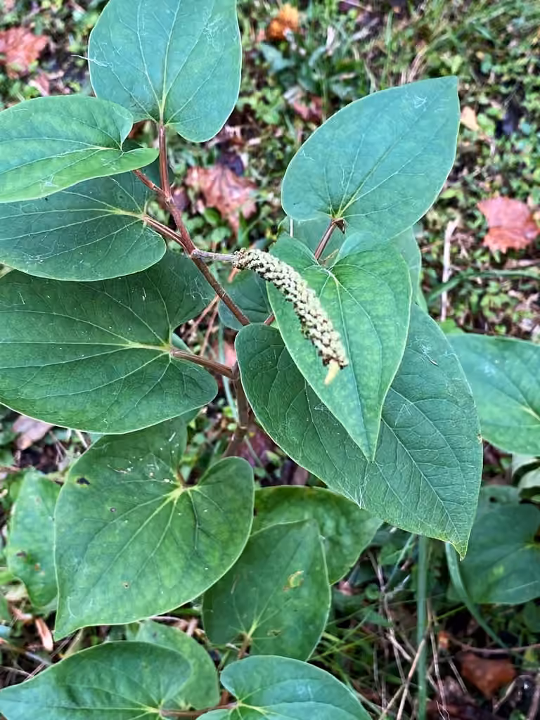 Saurure penché, En fruits