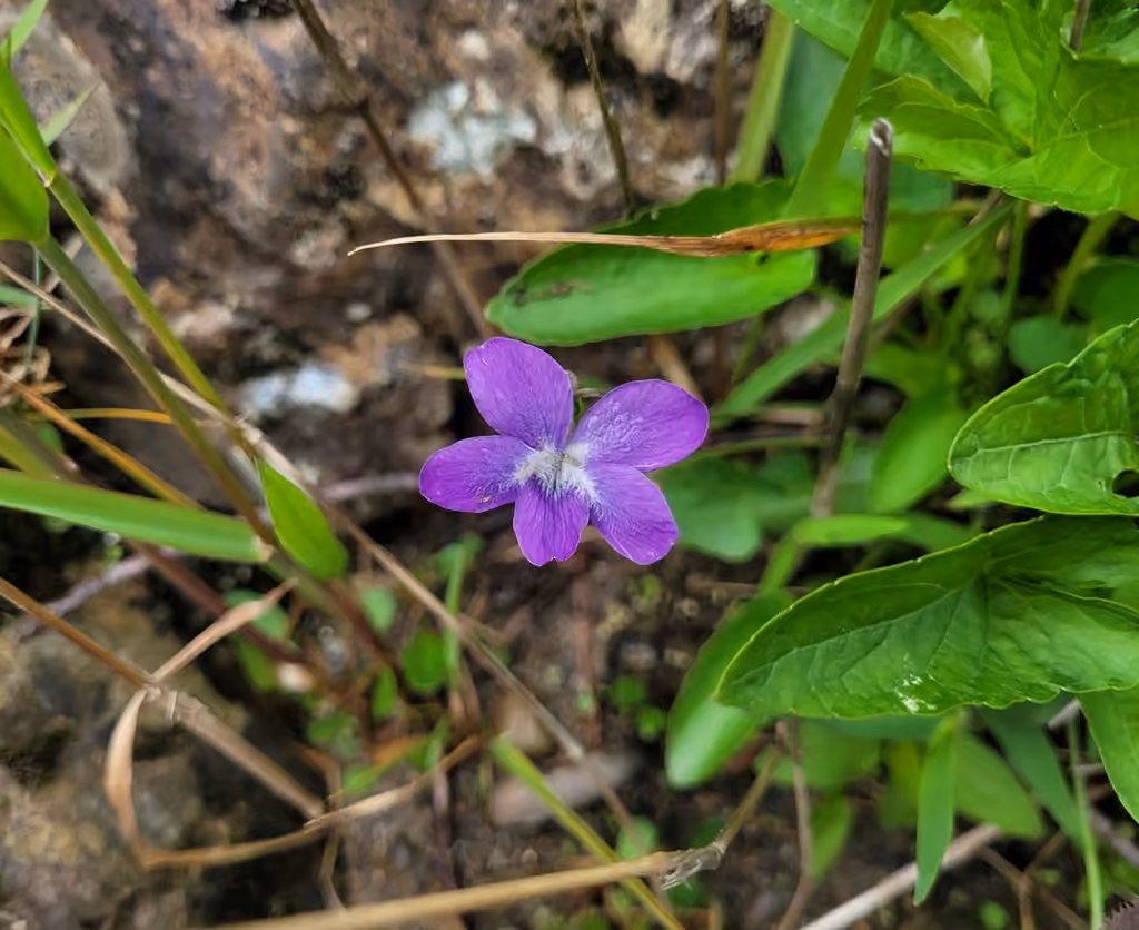 New England violet, In fruit