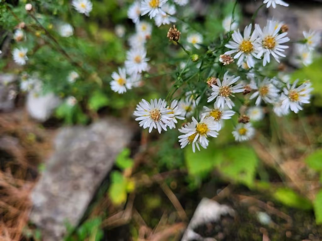Aster de Tradescant, En fruits