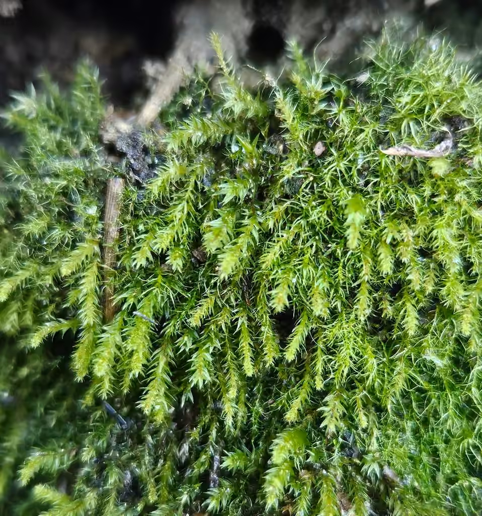 Pale-fruited Thread-moss, photo 3 of 5