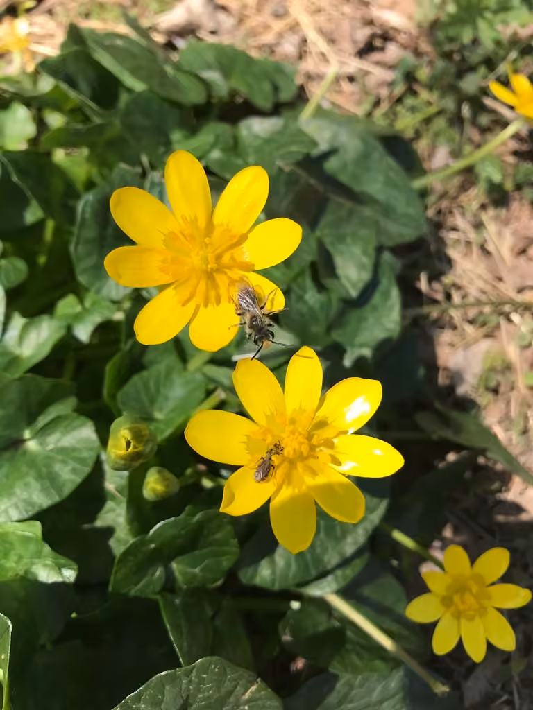 Renoncule ficaire, En fleurs