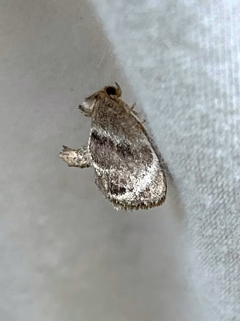 Elegant Tailed Slug Moth, Mâle