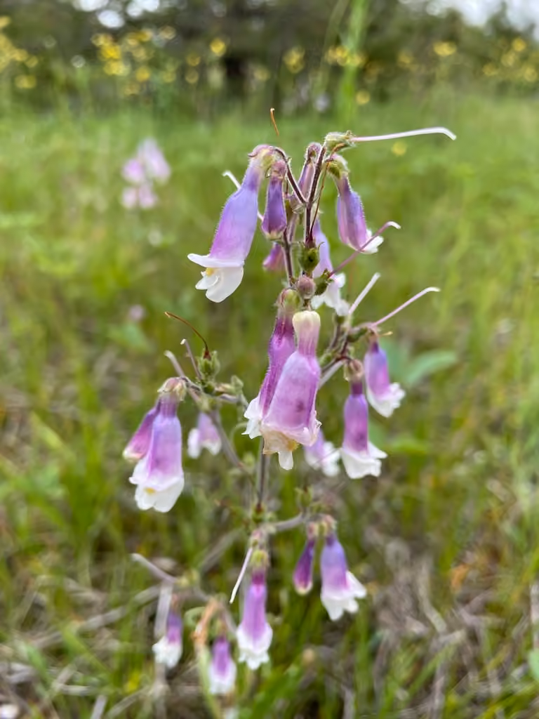 Penstémon hirsute, En fleurs