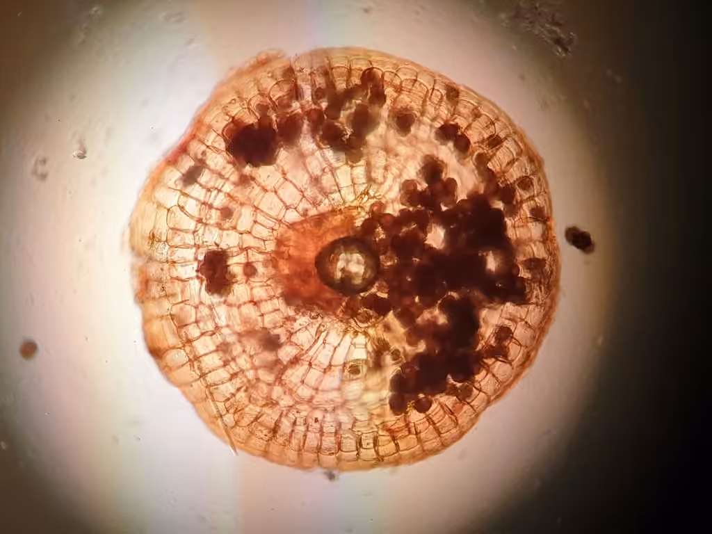 Immersed physcomitrium moss, photo 2 of 5