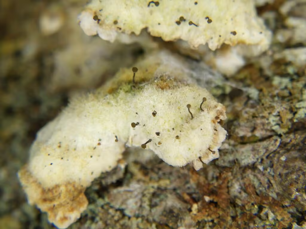 Chaenotricha obscura, photo 3 sur 5