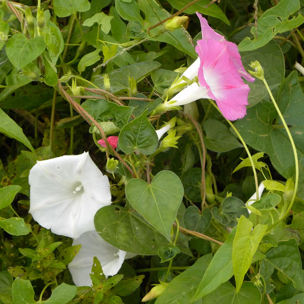 Volubilis, En fleurs