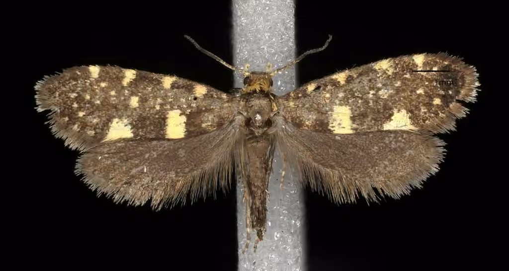 Raspberry Moth, Adult