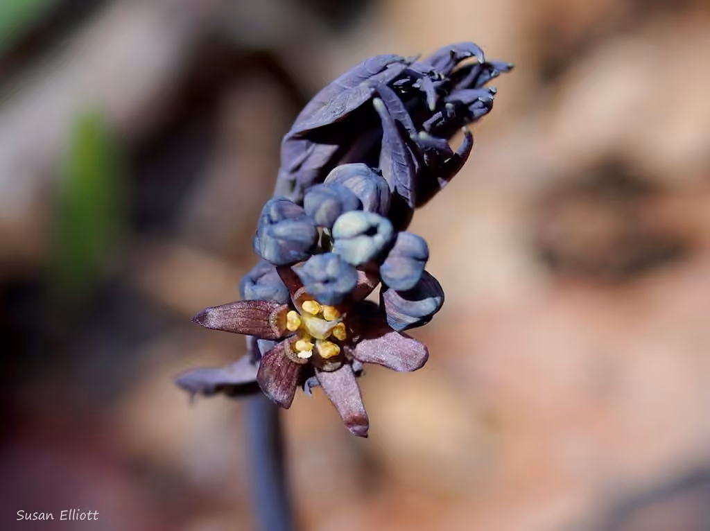 Giant blue cohosh, In flower