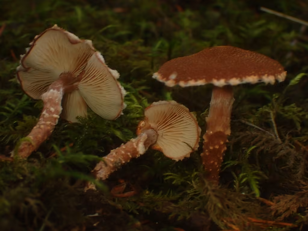 Cystoderme granuleux, photo 2 of 5