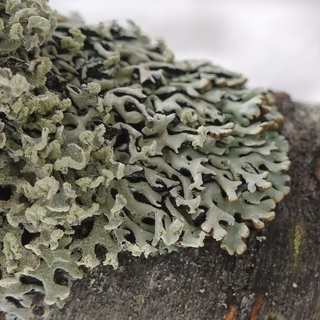 Lattice Tube Lichen, photo 1 of 5